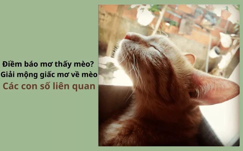 Giấc mơ thấy mèo: Ý nghĩa và đánh con gì? 2 Giải mã giấc mơ mèo và các con số liên quan