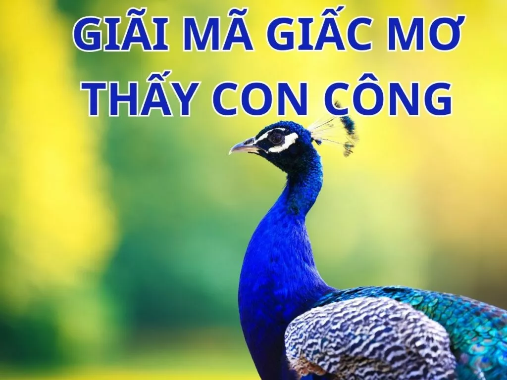 Mơ Thấy Con Công Đánh Đề Số Mấy? Giải Mã Giấc Mơ Con Công 36 giai ma chi tiet giac mo thay cong