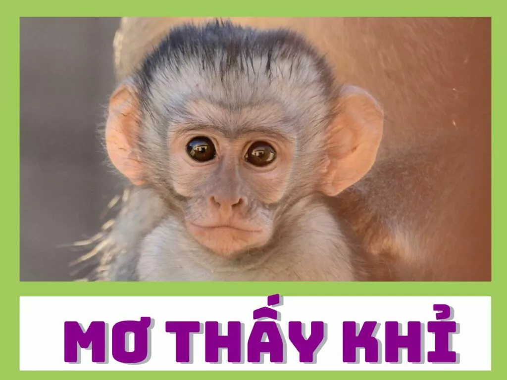 "Mơ Thấy Khỉ Đánh Con Gì? Giải Mã Giấc Mơ Khỉ" 1 giai ma giac mo thay khi