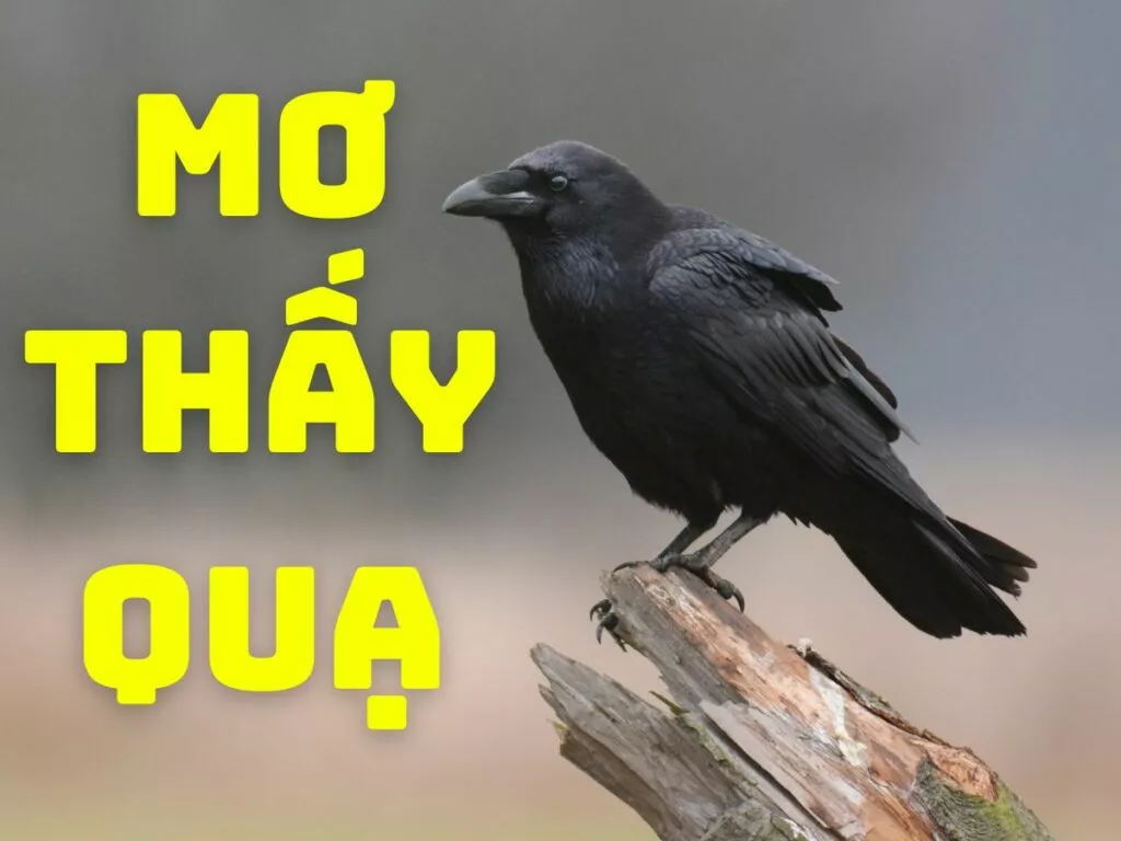 "Quạ số mấy? Giải mã giấc mơ thấy quạ" 19 giai ma giac mo thay qua