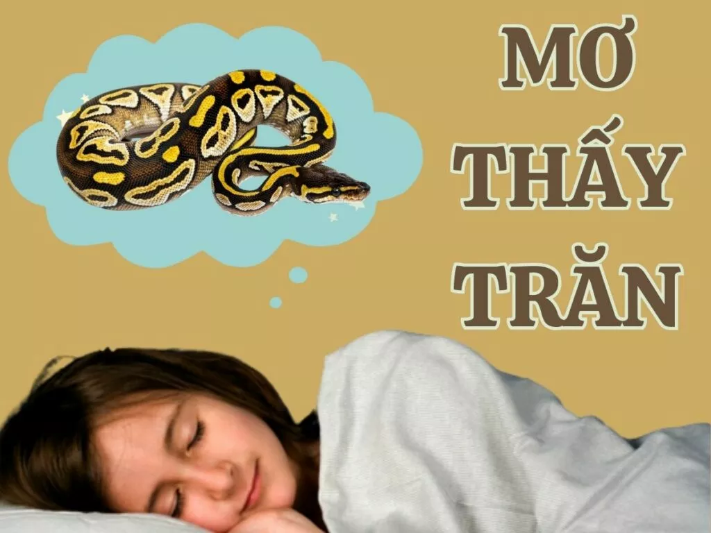 Con trăn số mấy? Bí ẩn giấc mơ thấy trăn bạn không thể bỏ qua 26 giai ma giac mo thay tran