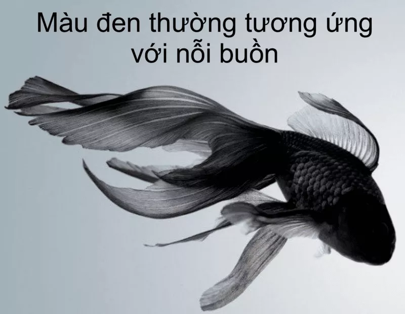 Mơ Thấy Cá Đánh Con Gì? Giải Mã Giấc Mơ Cá 6 Mơ thấy cá đen
