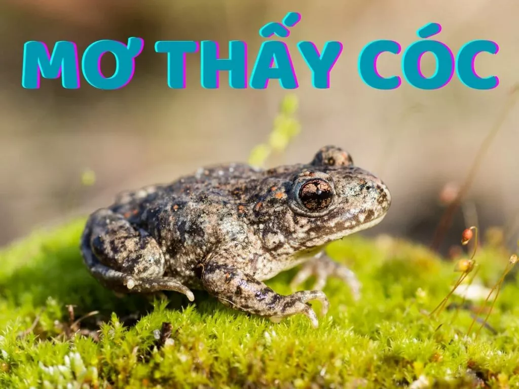 Giải mã giấc mơ thấy cóc: Điềm báo và con số may mắn 18 mo thay coc