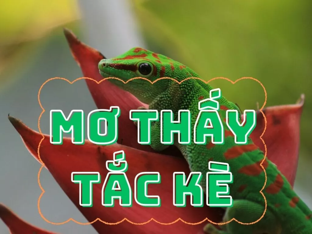 Giải Mã Giấc Mơ Tắc Kè và Số Đề May Mắn Của Bạn 34 mo thay tac ke