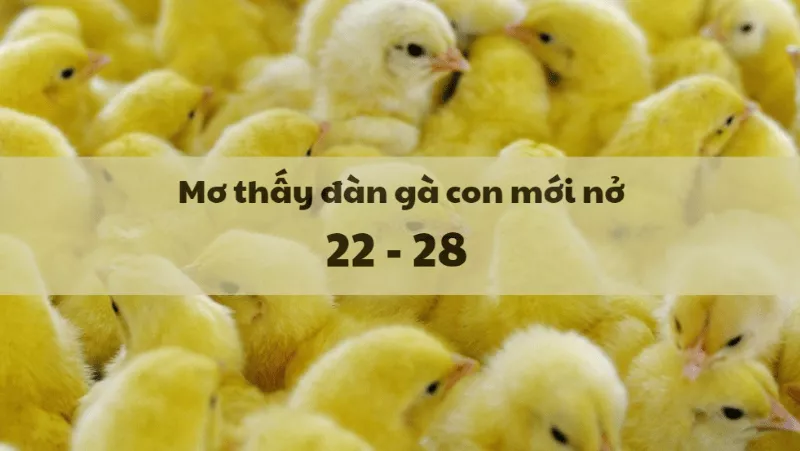 Mơ Thấy Gà Đánh Con Gì? Giải Mã Giấc Mơ Gà Chi Tiết 4 mơ thấy đàn gà con mới nở