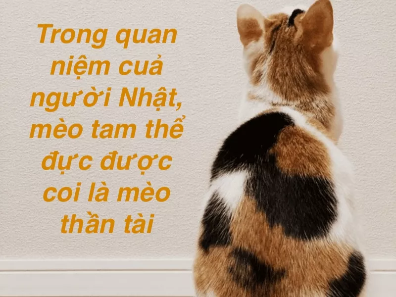 Giấc mơ thấy mèo: Ý nghĩa và đánh con gì? 4 Mơ thấy mèo tam thể đánh con 48 - 84