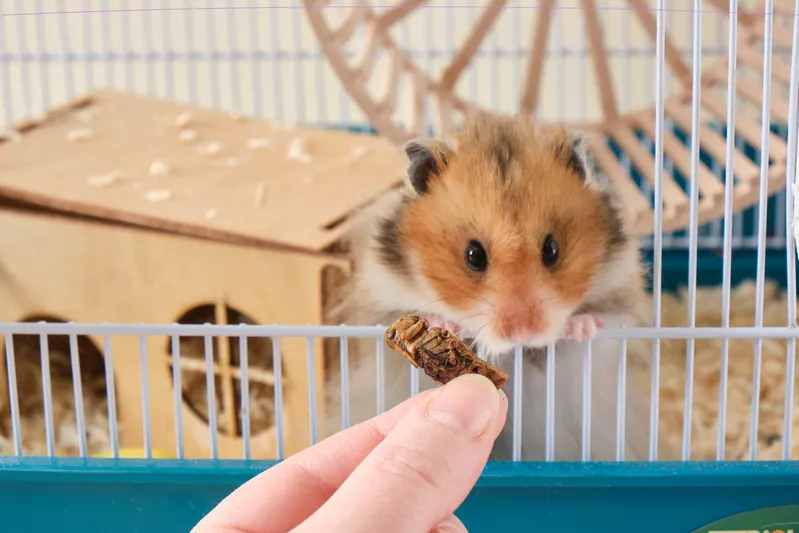 Giấc Mơ Thấy Chuột: Đánh Con Gì & Ý Nghĩa? 6 Mơ thấy nuôi chuột