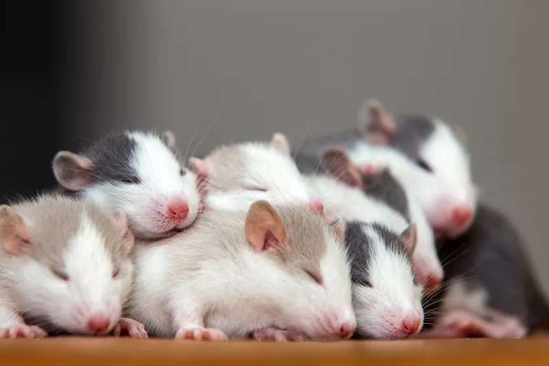 Giấc Mơ Thấy Chuột: Đánh Con Gì & Ý Nghĩa? 5 Nằm mơ thấy một đàn chuột