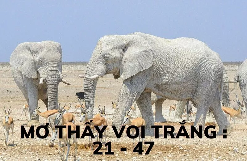 Mơ Thấy Voi: Đánh Con Gì Để Thắng Lô Đề Lớn? 3 Mơ thấy voi trắng