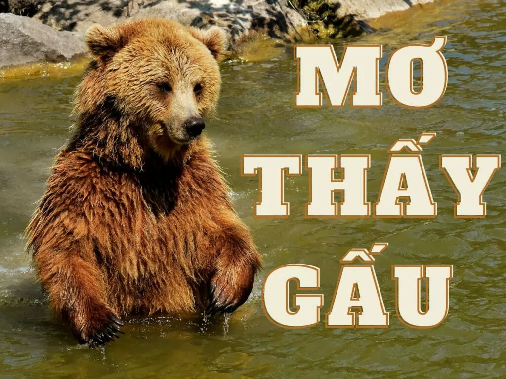 Mơ Thấy Gấu Đánh Đề Con Gì? Con Gấu Số Mấy? 1 Mơ thấy gấu đánh con lô gì