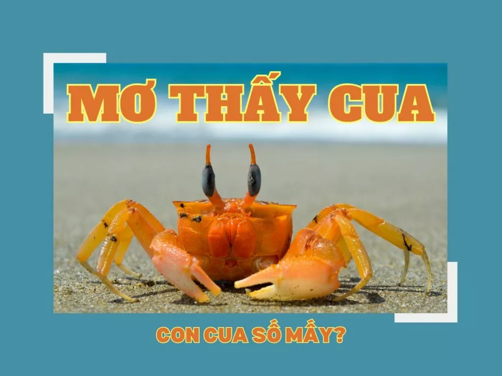 Cua số mấy? Giải mã giấc mơ thấy cua chi tiết 5 Con cua số mấy?