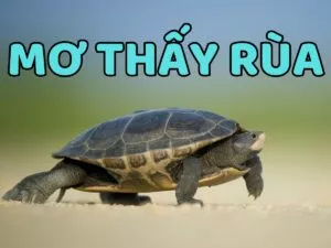 ngủ mơ thấy con rùa đen