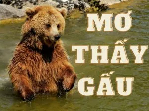 mơ thấy gấu đánh con lô gì