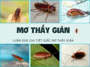 mơ thấy gián là điểm gì?