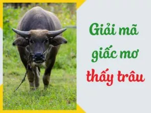 giải mã về giấc mơ thấy trâu